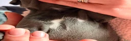 Staffordshire Bull Terrier dogs for sale: Pharaon X Piro X Bill Champion pups - Advert 5