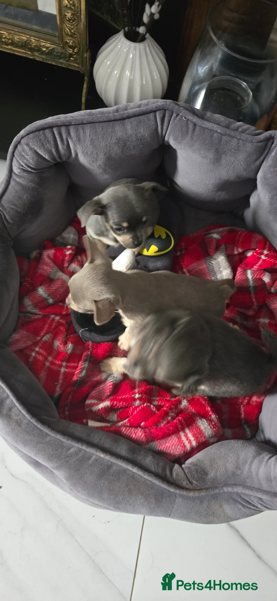 Chihuahua dogs for sale: Beautiful Chihuahua puppies  in Blackwood - Advert 25