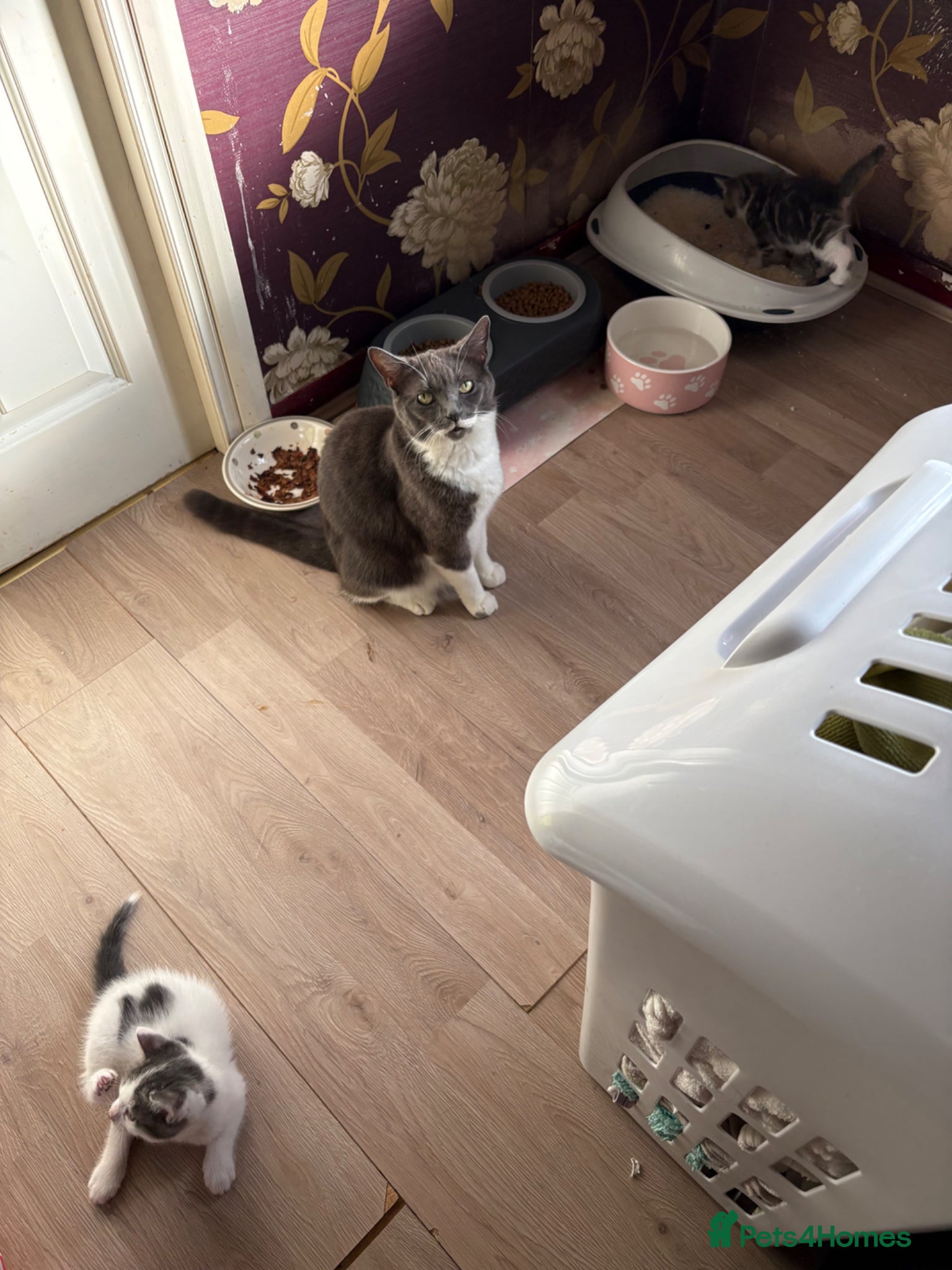 Mixed Breed cats 4 kittens available  - Advert 2