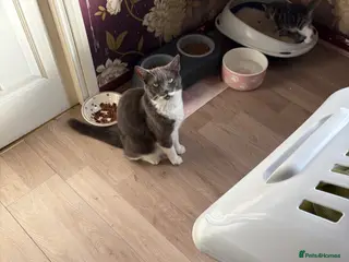 Mixed Breed cats 4 kittens available - Advert 1