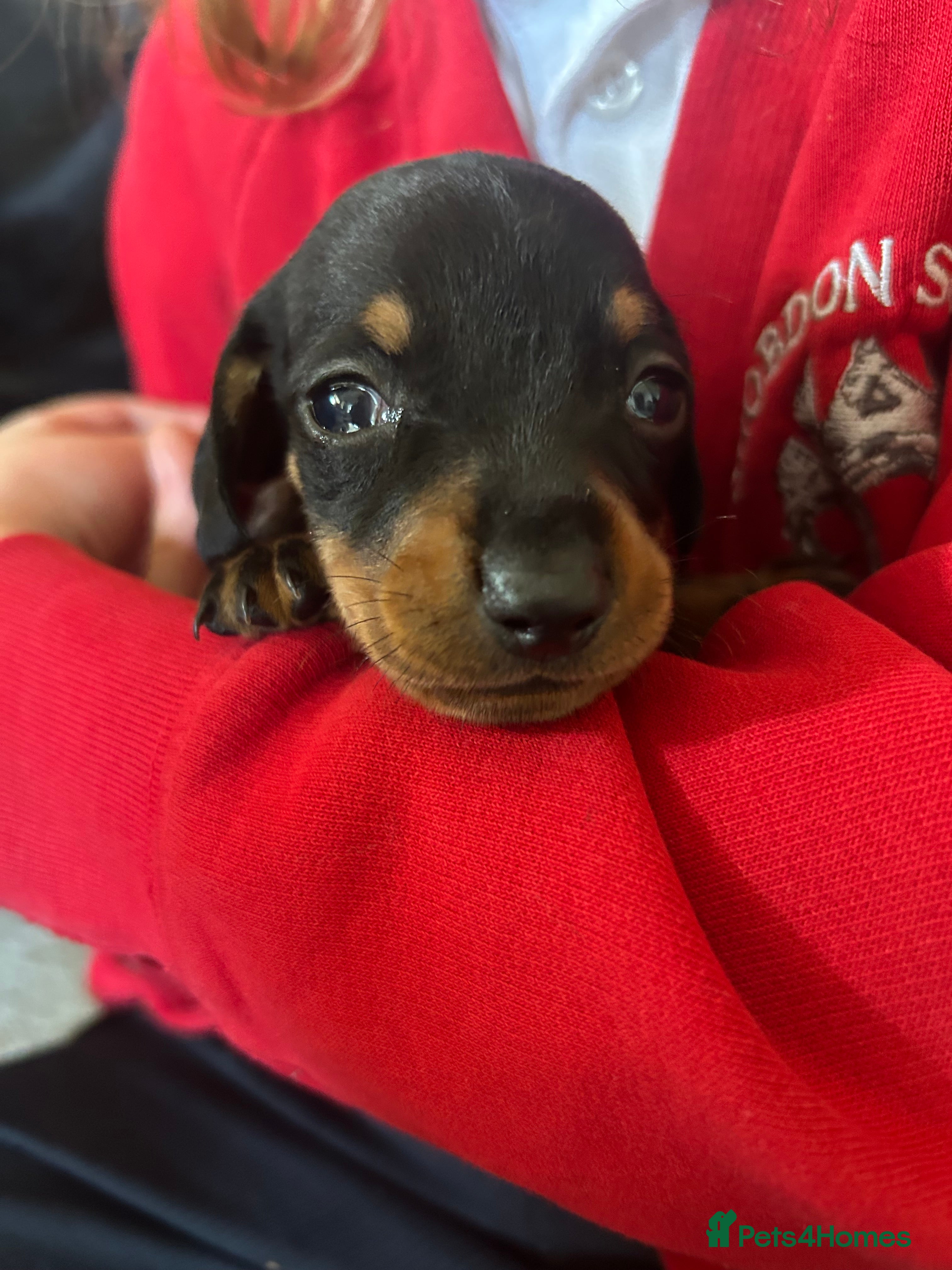 Miniature Dachshund Puppy 3