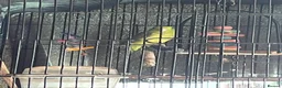 Parrots birds for sale: Parrotlet in Wakefield - Advert 6