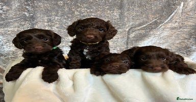 Cockapoo dogs - Advert 5