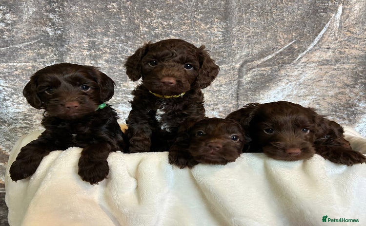 Cockapoo dogs - Advert 4