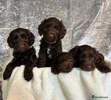 Cockapoo dogs - Advert 5