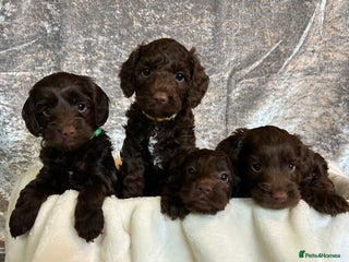 Cockapoo dogs - Advert 1