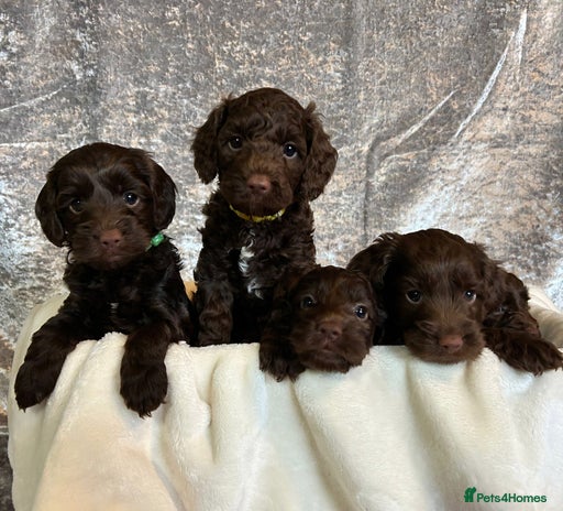 Cockapoo dogs - Advert 4