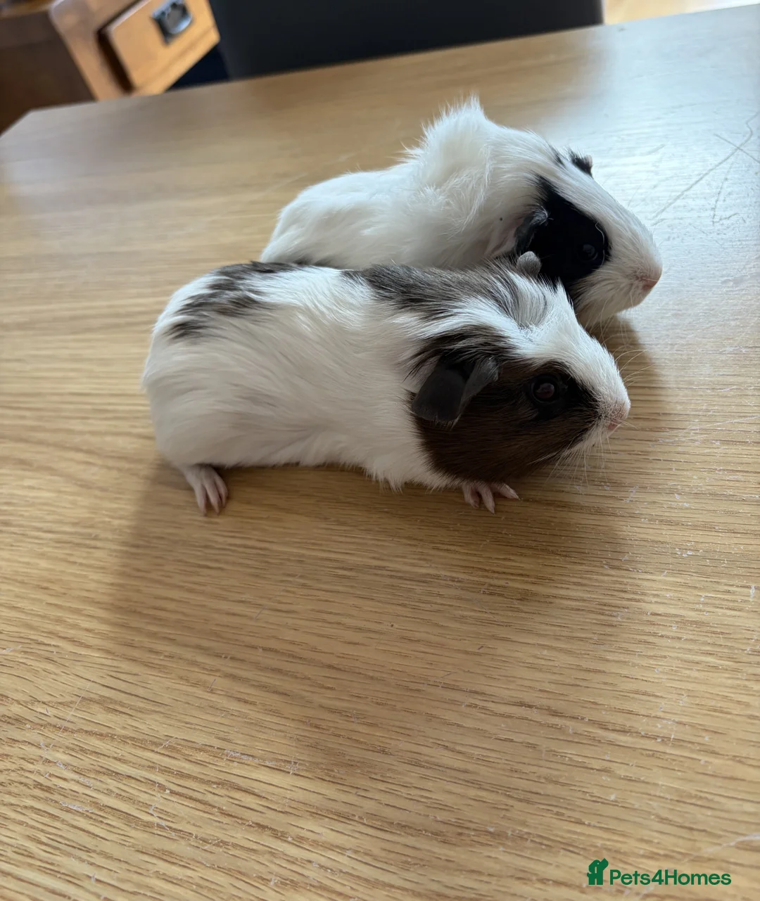 Guinea Pig rodents for sale: 2 Male Guinea Pigs (7 weeks old) - Advert 2