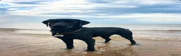 Labrador Retriever dogs for stud: Labrador Stud - Advert 3