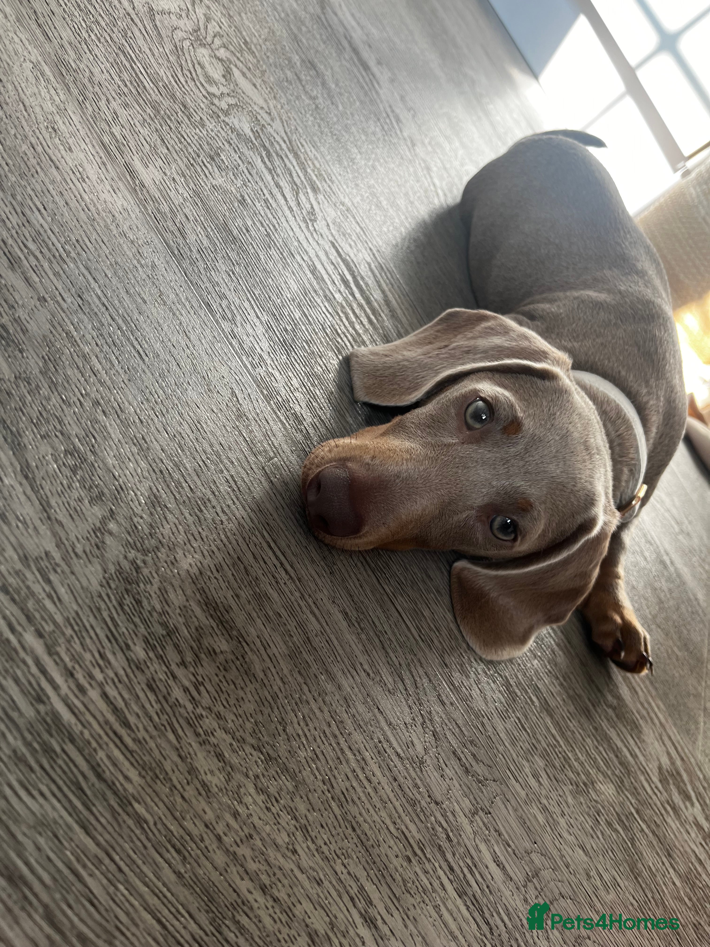 Miniature Dachshund dogs Dachshund  - Advert 1