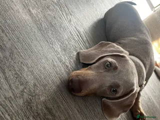 Miniature Dachshund dogs Dachshund - Advert 1