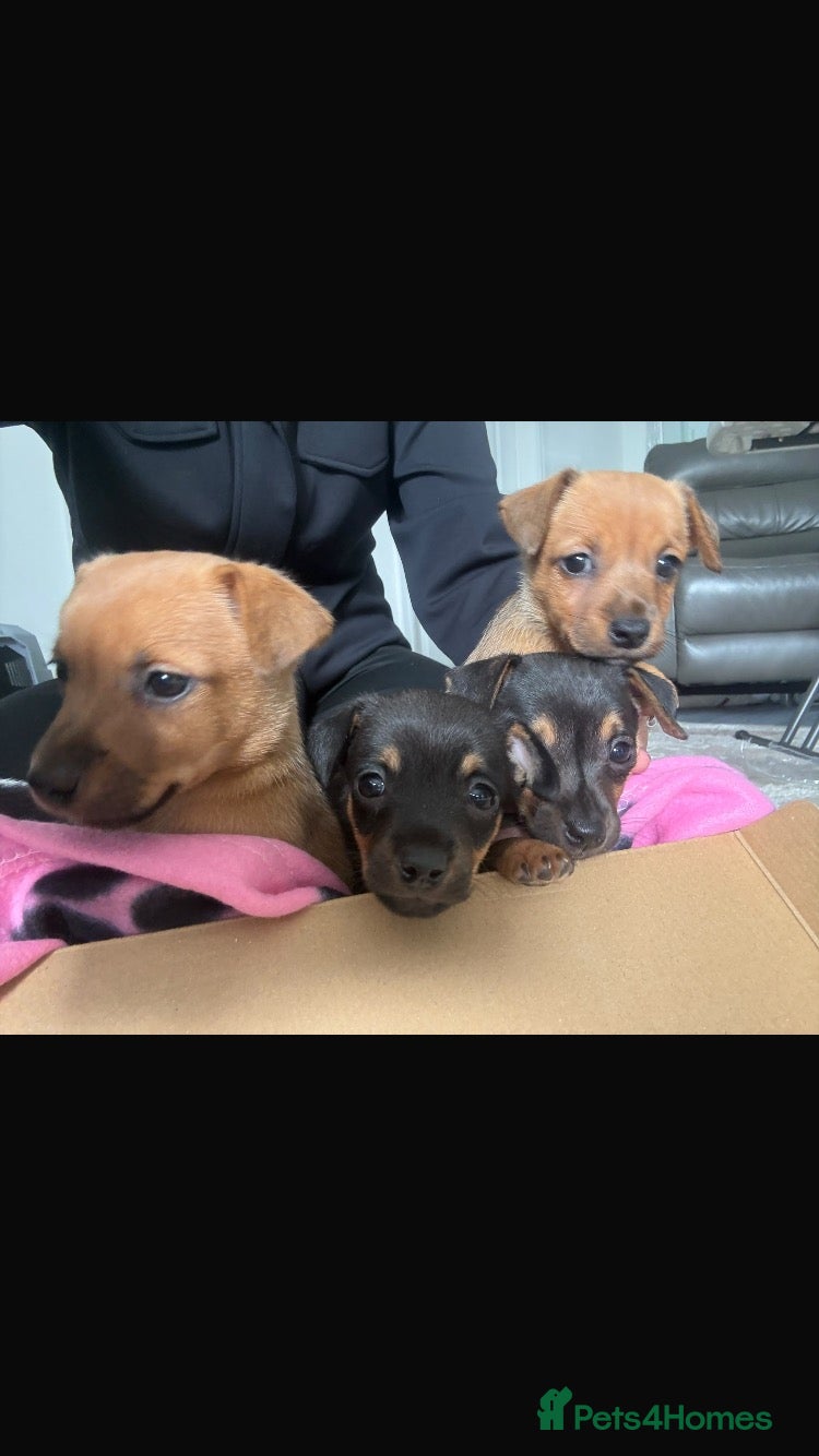 Jack Russell dogs  Jack Russell puppies for sale  - Advert 2