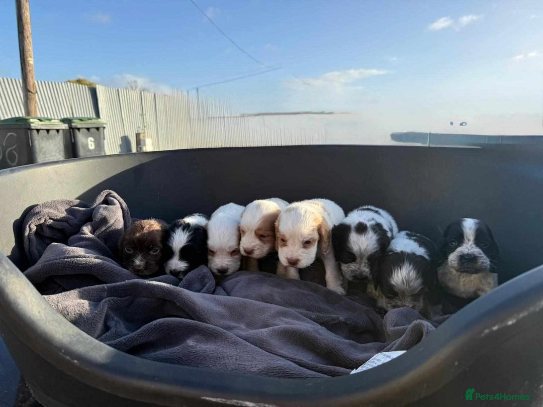 Cocker Spaniel dogs for sale: Cocka spaniel - Advert 2