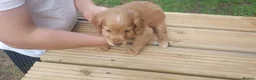 Cocker Spaniel dogs for sale: Health tested cocker spaniel puppies - Advert 6