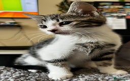 Domestic Shorthair cats for sale: Beautiful kittens for sale £50 each - Image 3