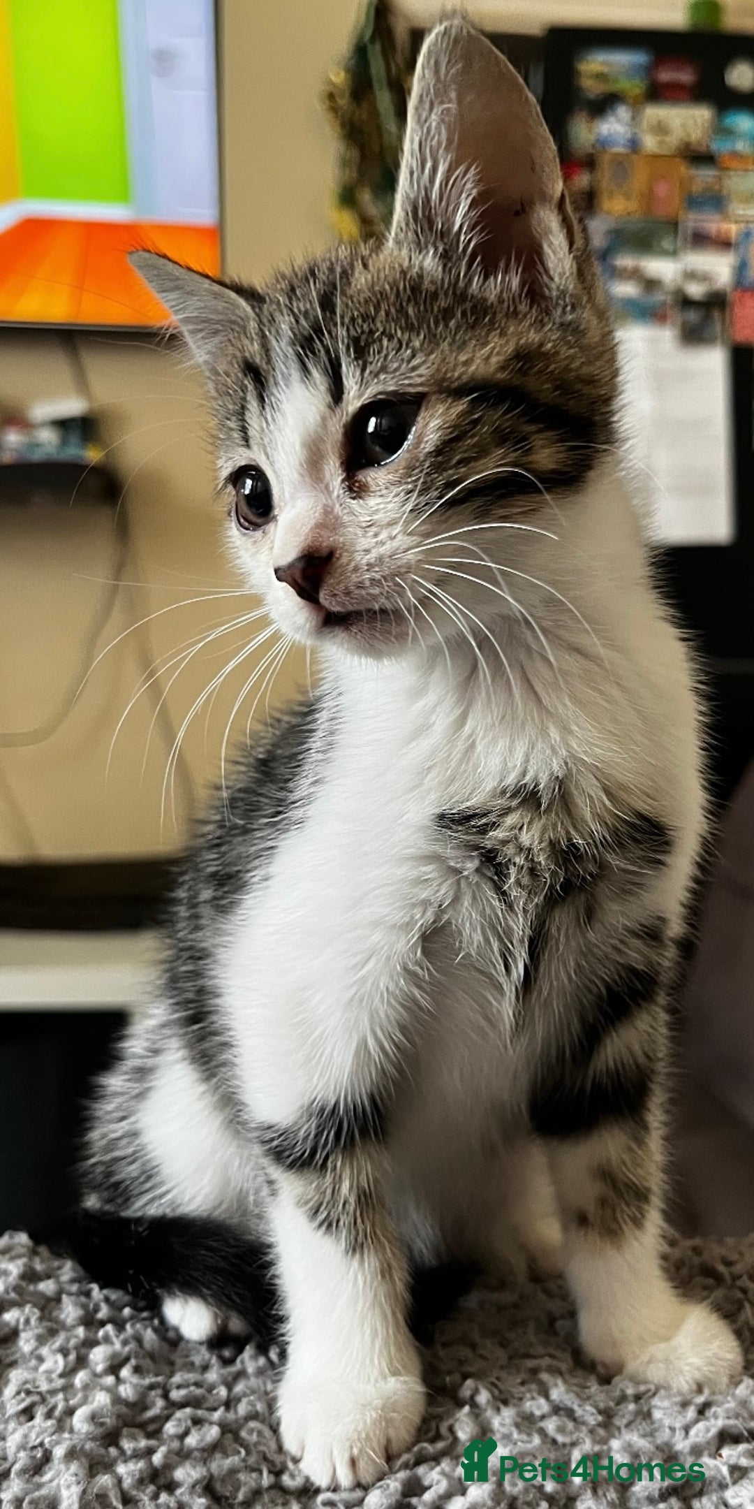 Domestic Shorthair cats for sale: Beautiful kittens for sale £50 each - Image 3