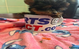 Yorkshire Terrier dogs for sale: Tiny Yorkshire terrier puppies for sale  - Image 9