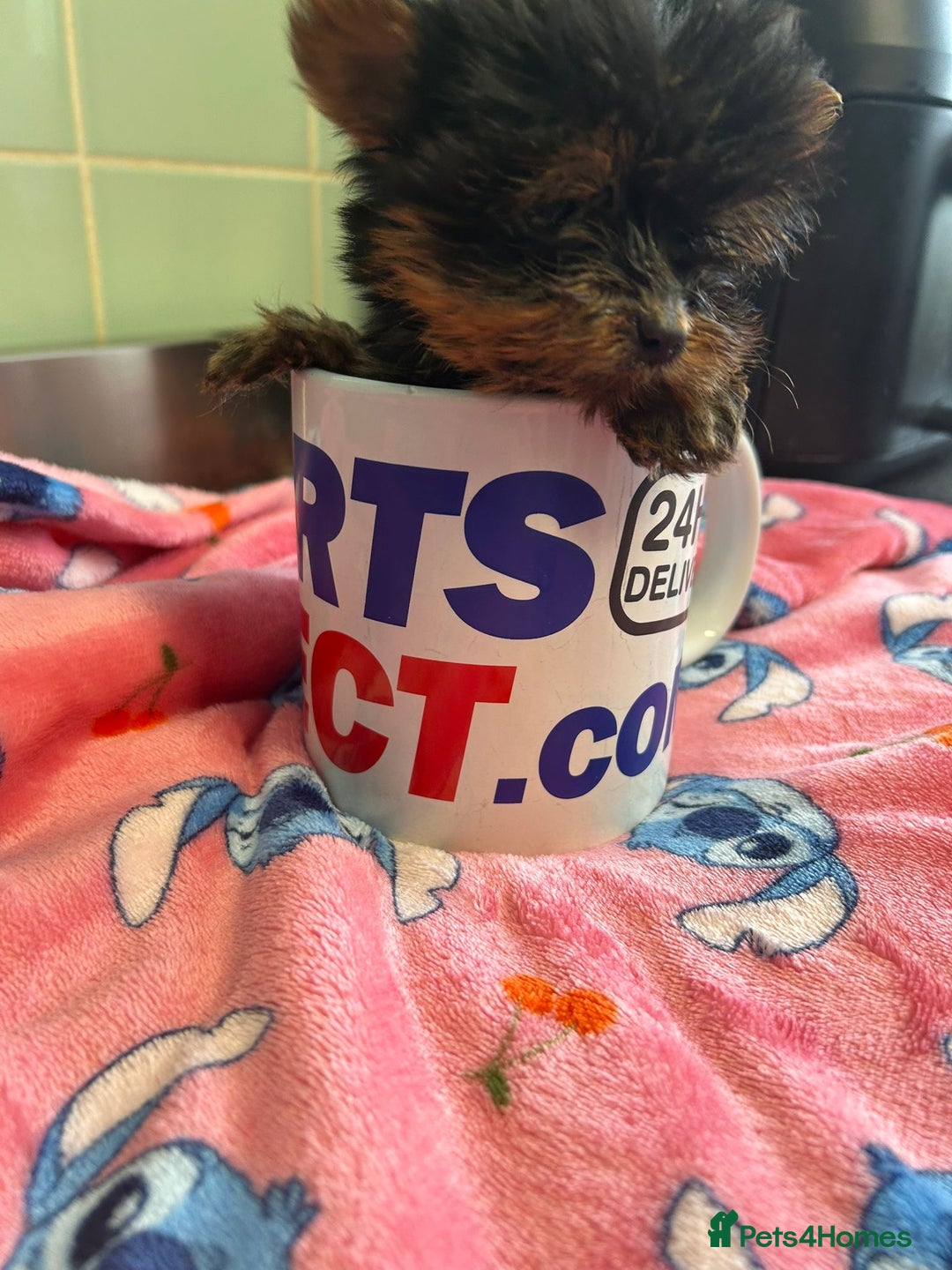 Yorkshire Terrier dogs for sale: Tiny Yorkshire terrier puppies for sale  - Image 9