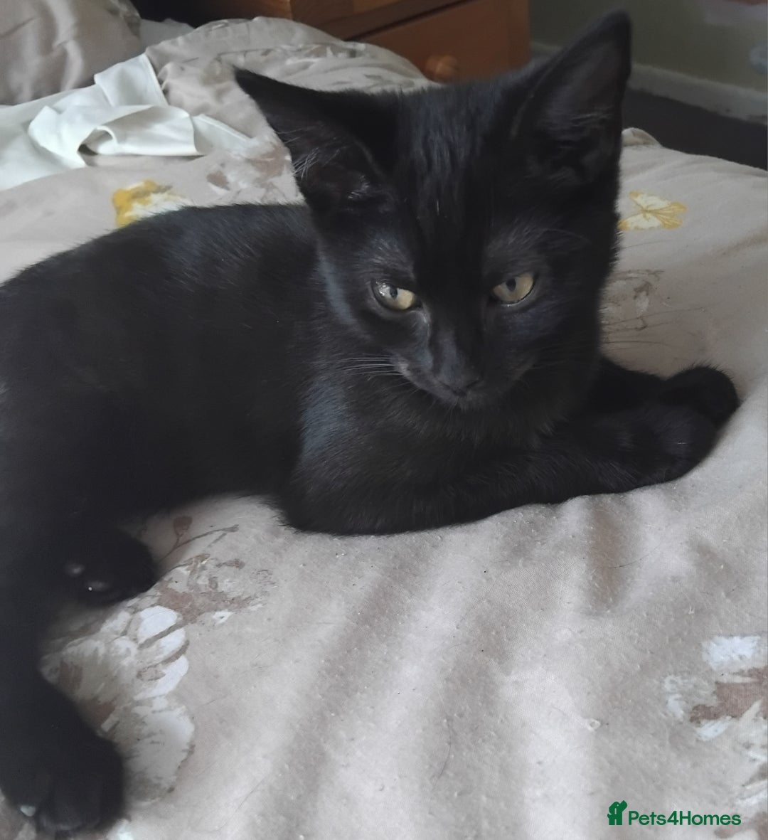 Domestic Shorthair cats for sale: 3 male kittens - Image 7