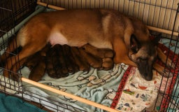 Belgian Shepherd Dog dogs for sale: 🐾 Belgian Malinois x Dutch Herder Puppies 🐾 - Image 1