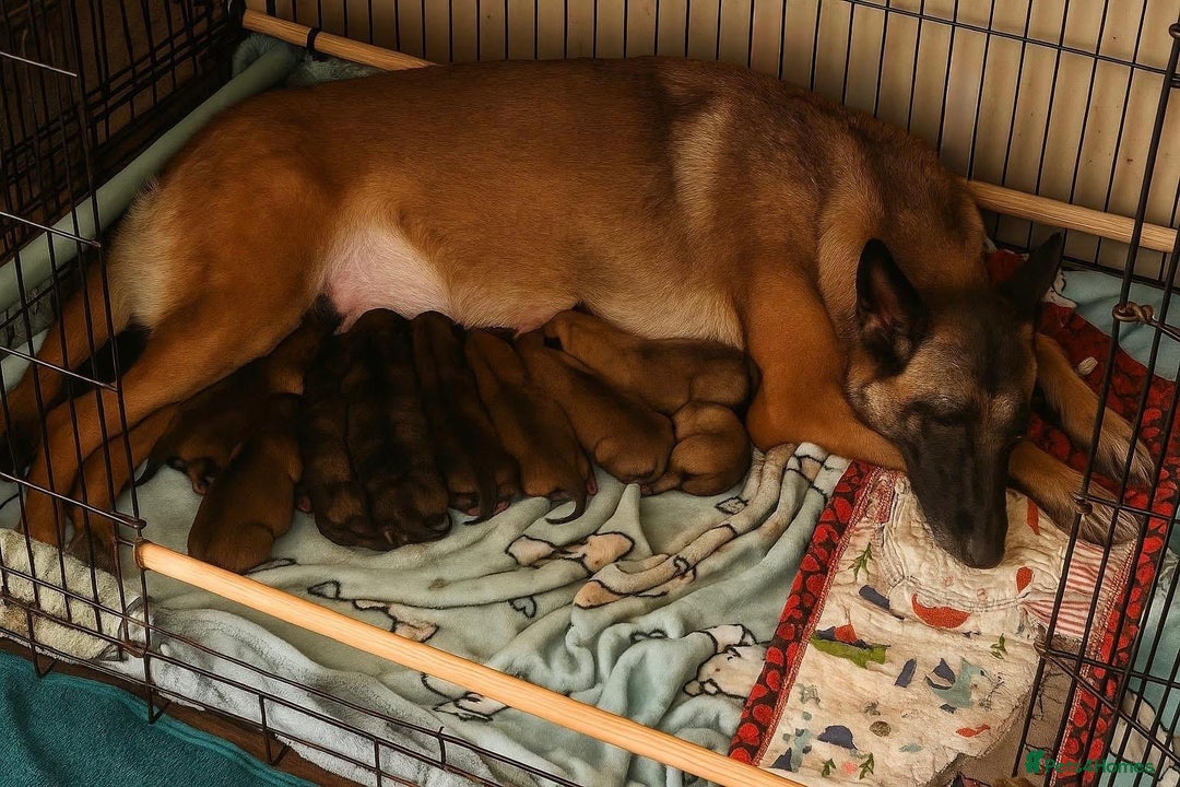 Belgian Shepherd Dog dogs for sale: 🐾 Belgian Malinois x Dutch Herder Puppies 🐾 - Image 1