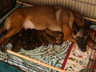 Belgian Shepherd Dog dogs - Advert 2