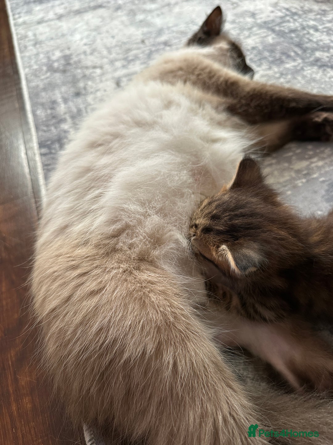 Mixed Breed cats for sale: Ragdoll Cross Kittens, 2 boys 1 girl - Advert 21