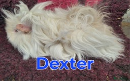 Guinea Pig rodents for sale: Adult lunkarya boar Guinea pig - Image 1