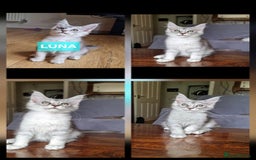 Maine Coon cats for sale: Big beautiful black silver tabby pedigree  kittens - Image 7