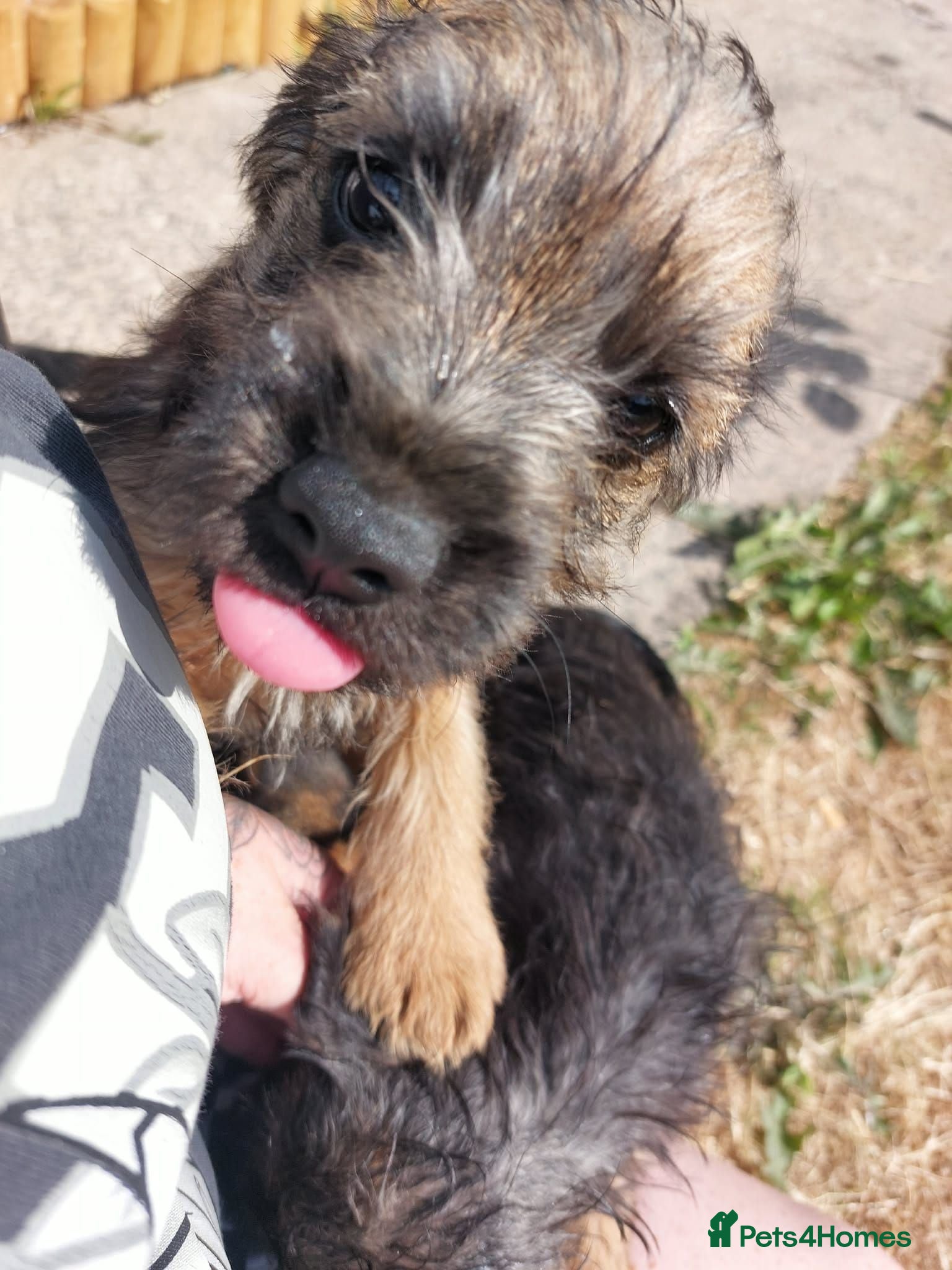 Border Terrier dogs Got three Border Terrier puppies  - Advert 4
