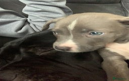Mixed Breed dogs for sale: Accidental litter - Image 4