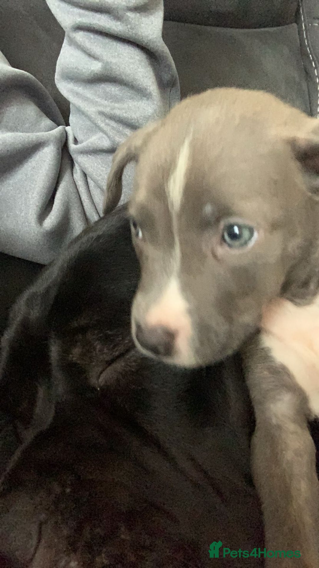 Mixed Breed dogs for sale: Accidental litter - Image 4