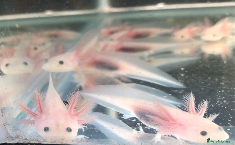 Axolotl reptiles - Advert 1