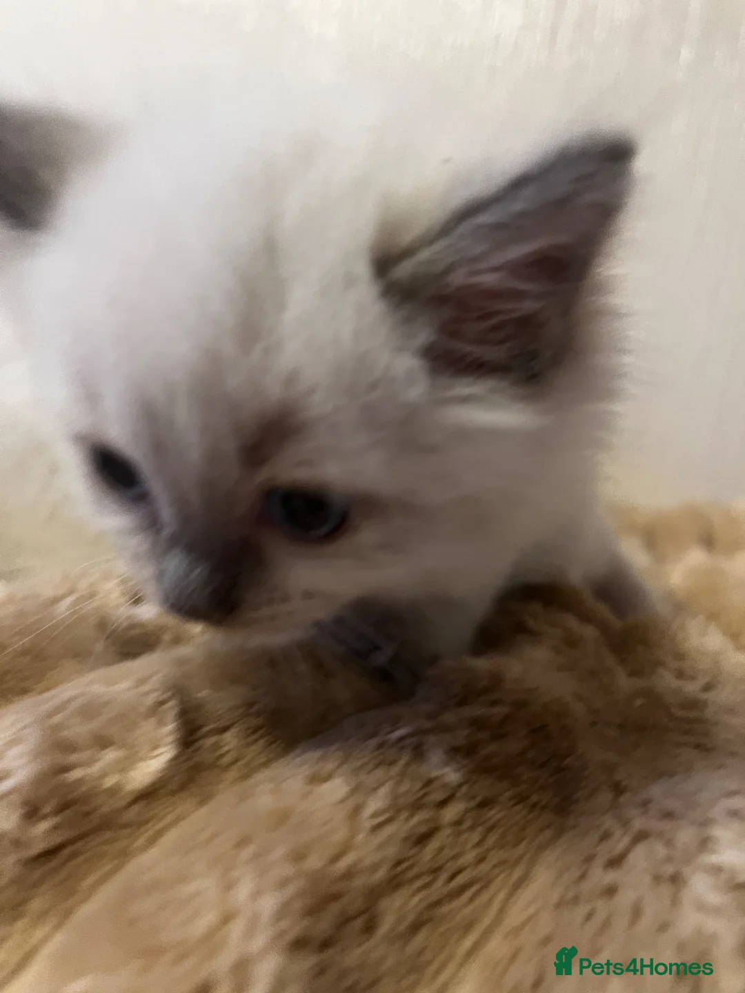 Ragdoll cats for sale: 🩵 3 Male Ragdoll Kittens 🩵 - Advert 2
