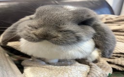 French Lop rabbits for sale: Giant French lop - Image 15