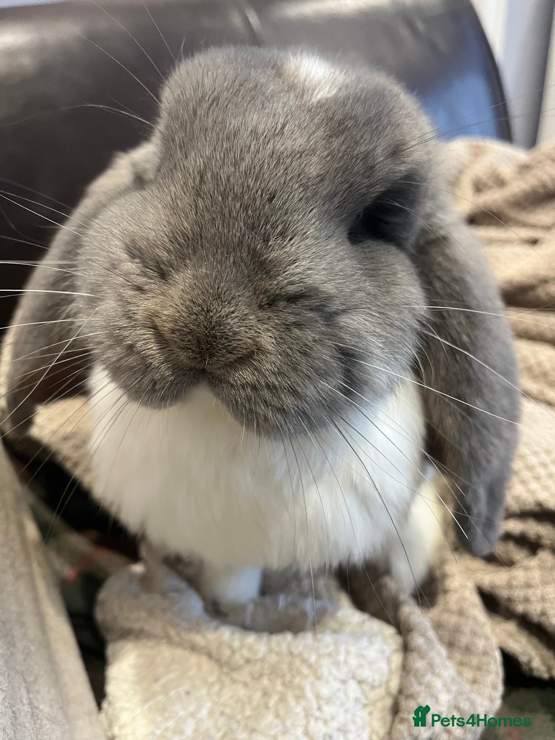 French Lop rabbits for sale: Giant French lop - Image 15