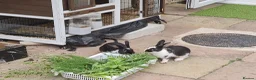 Mini Lop rabbits for sale: Mini loop (rabbits) for sale  - Advert 2