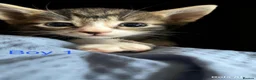 Mixed Breed cats for sale: 3 beautiful kittens for sale - Advert 5