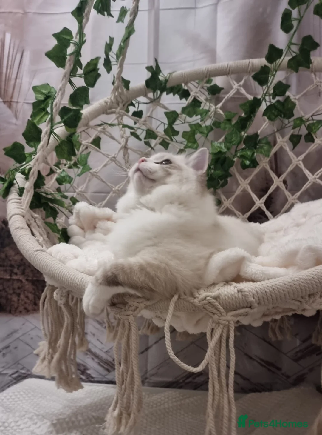 Ragdoll cats for sale: Exceptional Tica Registered Ragdoll Kittens - Advert 39