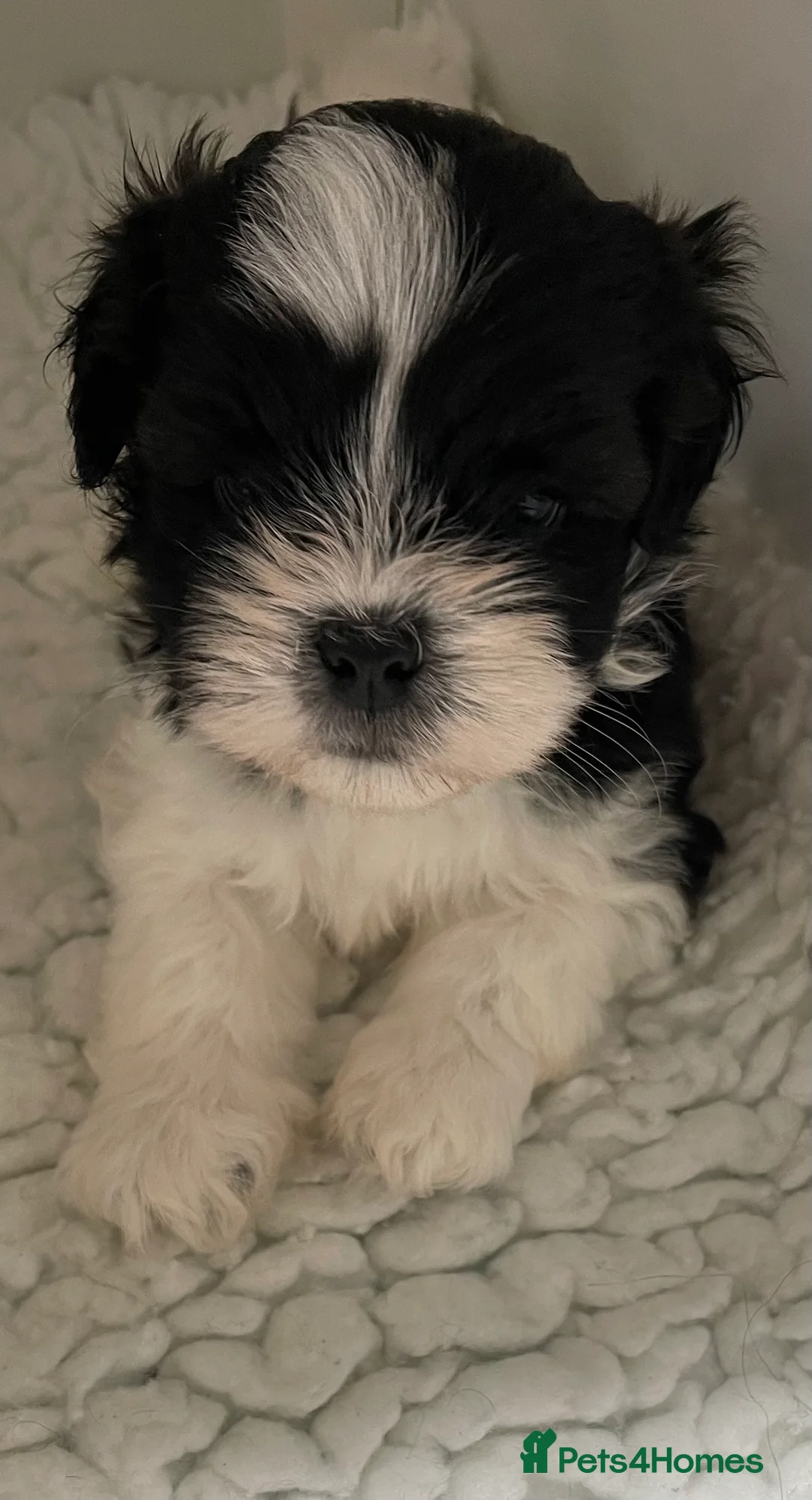 Lhasa Apso dogs for sale: Lhasa Apso male pup - Advert 3