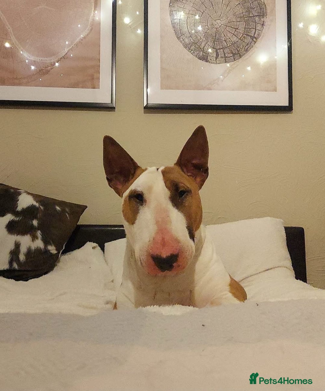 English Bull Terrier dogs for sale: English bull terrier puppies  - Advert 21