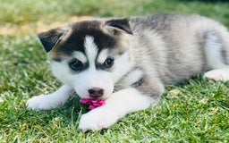Pomsky dogs for sale:  Beautiful F2b Pomsky Puppies – Health Tested - Image 20