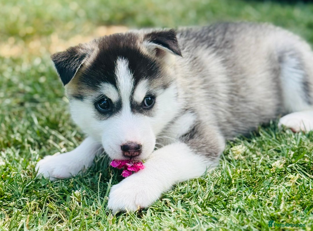 Pomsky dogs for sale:  Beautiful F2b Pomsky Puppies – Health Tested - Image 20