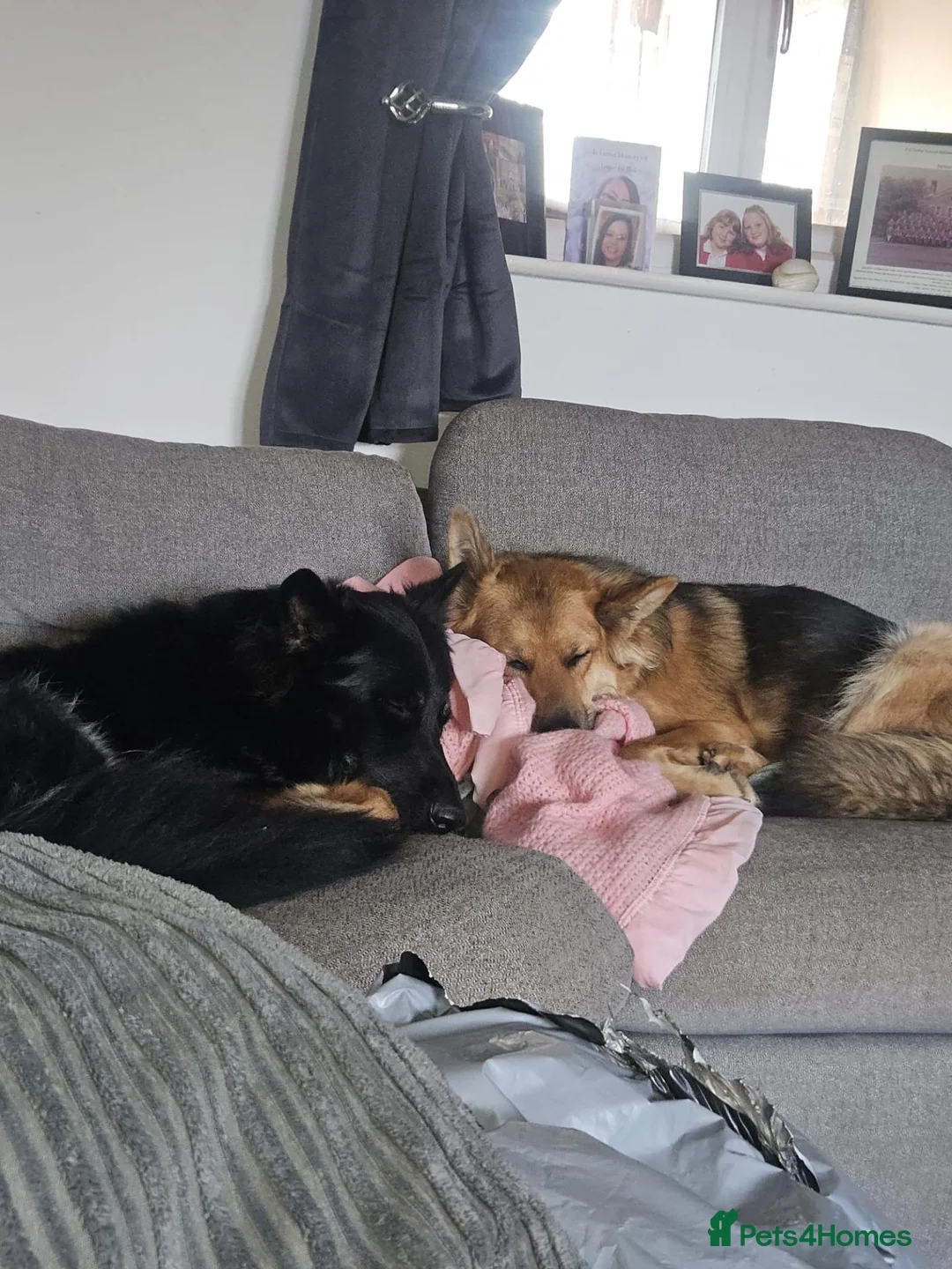 German Shepherd dogs for sale: 2 beautiful healthy German shepherd left - Advert 2