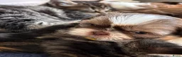 Shih Tzu dogs for sale: 3 gorgeous Shih Tzu puppies.  - Advert 11