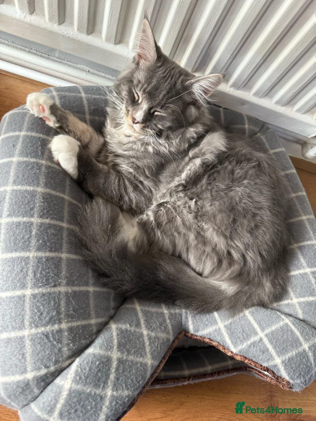 Maine Coon cats for stud: Dual registered Champion winner Maine coon stud in Manningtree - Advert 27