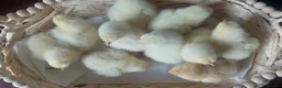 Chickens poultry for sale: Day‑Old Chicks and Hatching eggs - pure breed - Advert 4