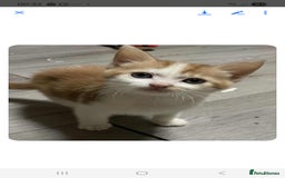 Mixed Breed cats for sale: Gorgeous kittens  - Image 19