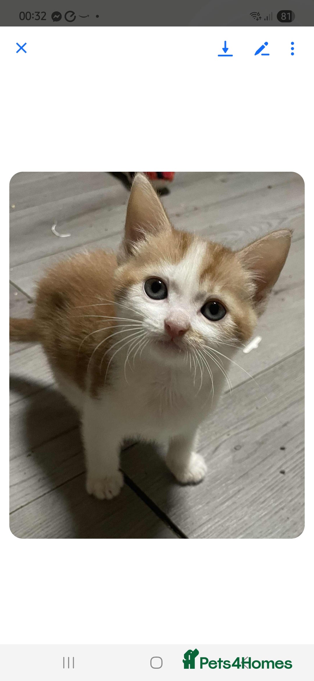 Mixed Breed cats for sale: Gorgeous kittens  - Image 19
