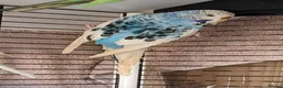 Budgerigars birds for sale: Female budgerigar in London - Advert 3